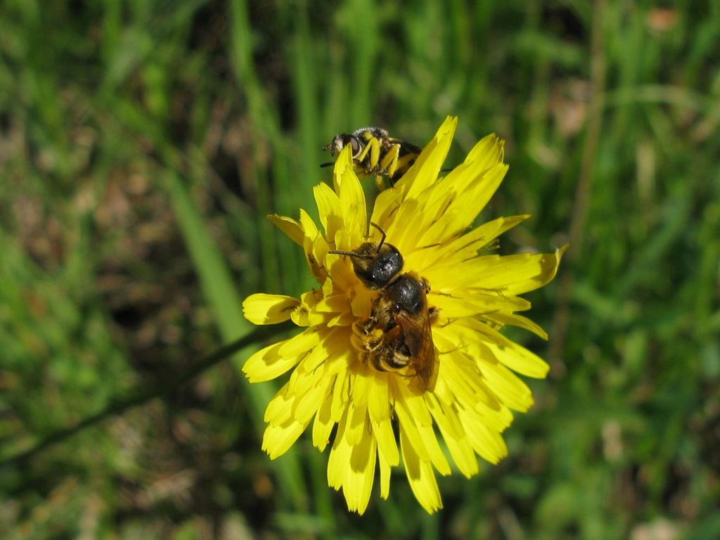 imenottero 3: femmina di Halictus sp.